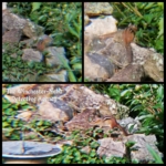 Cheeks Moretti chipmunk collage