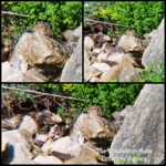Cheeks Moretti chipmunk collage
