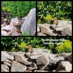 Cheeks Moretti chipmunk collage