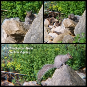 squirrel on rocks
