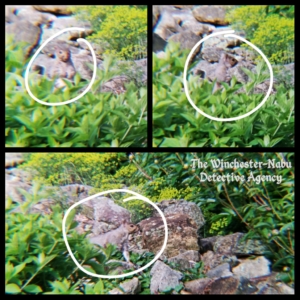 squirrel on rocks