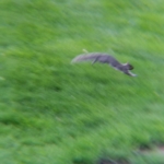 squirrel running