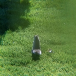 squirrel standing