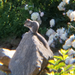 squirrel on rocks