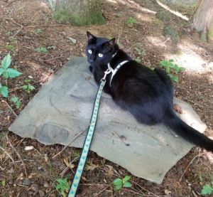 Gus lying a slate