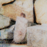 frankie the PM costello chipmunk