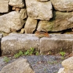 frankie the PM costello chipmunk