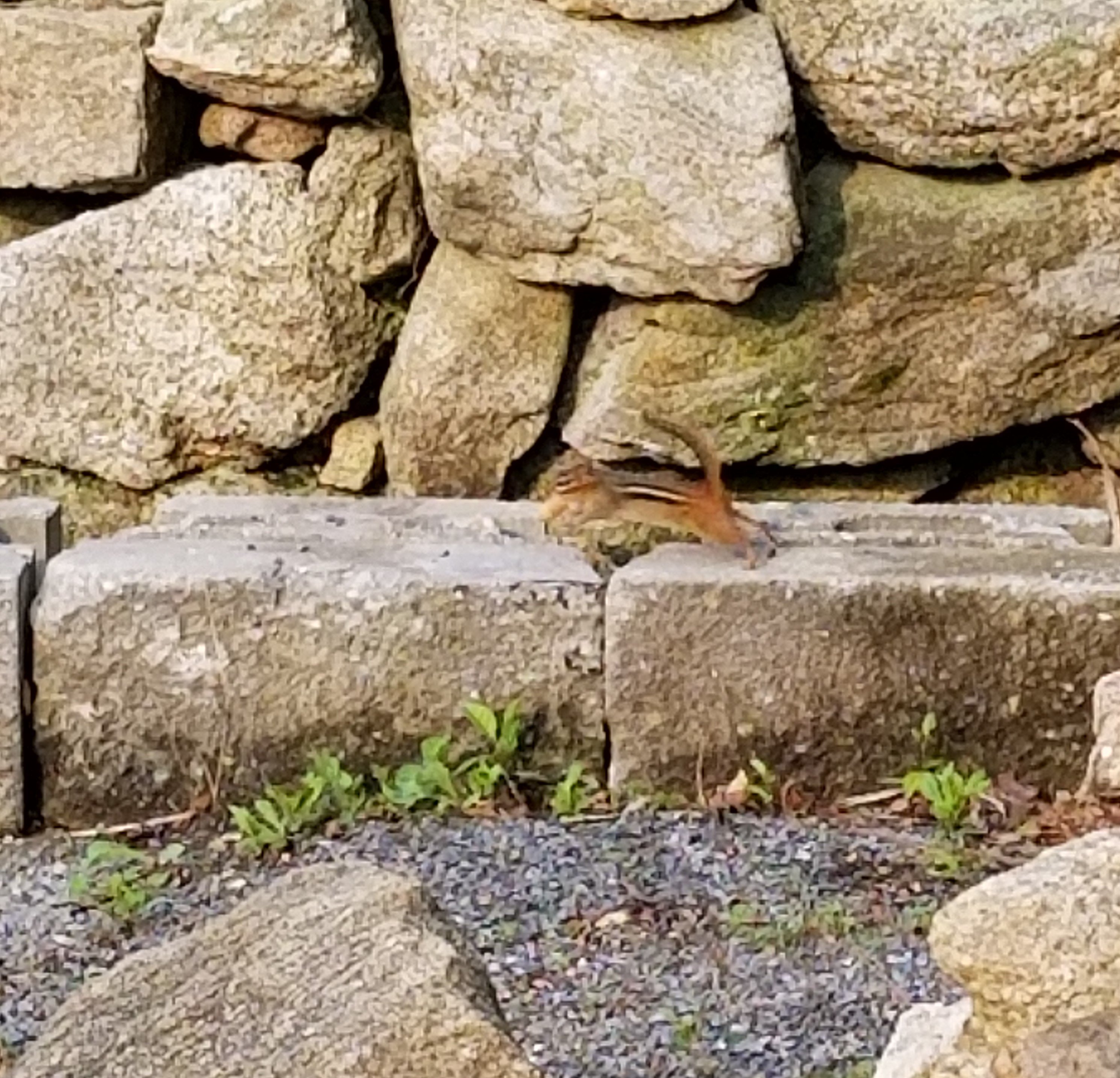 frankie the PM costello chipmunk 2