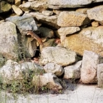 frankie the PM costello chipmunk