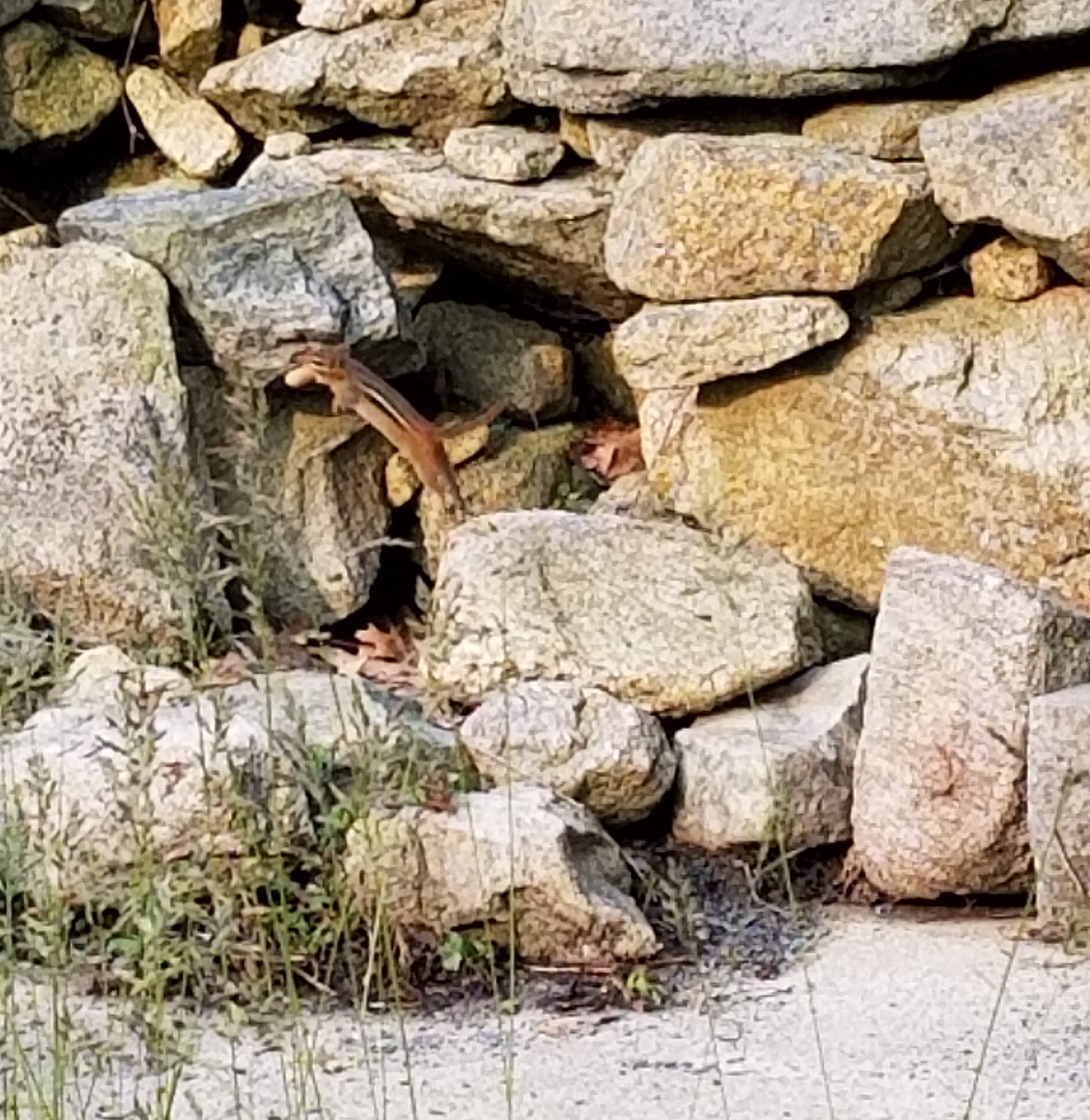 frankie the PM costello chipmunk 3