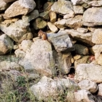 frankie the PM costello chipmunk