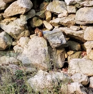 frankie the PM costello chipmunk