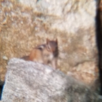 frankie the PM costello chipmunk