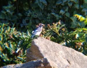 blue jay on a large rock