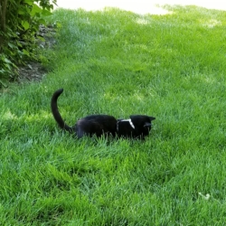 Gus in the grass