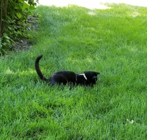 Gus in the grass