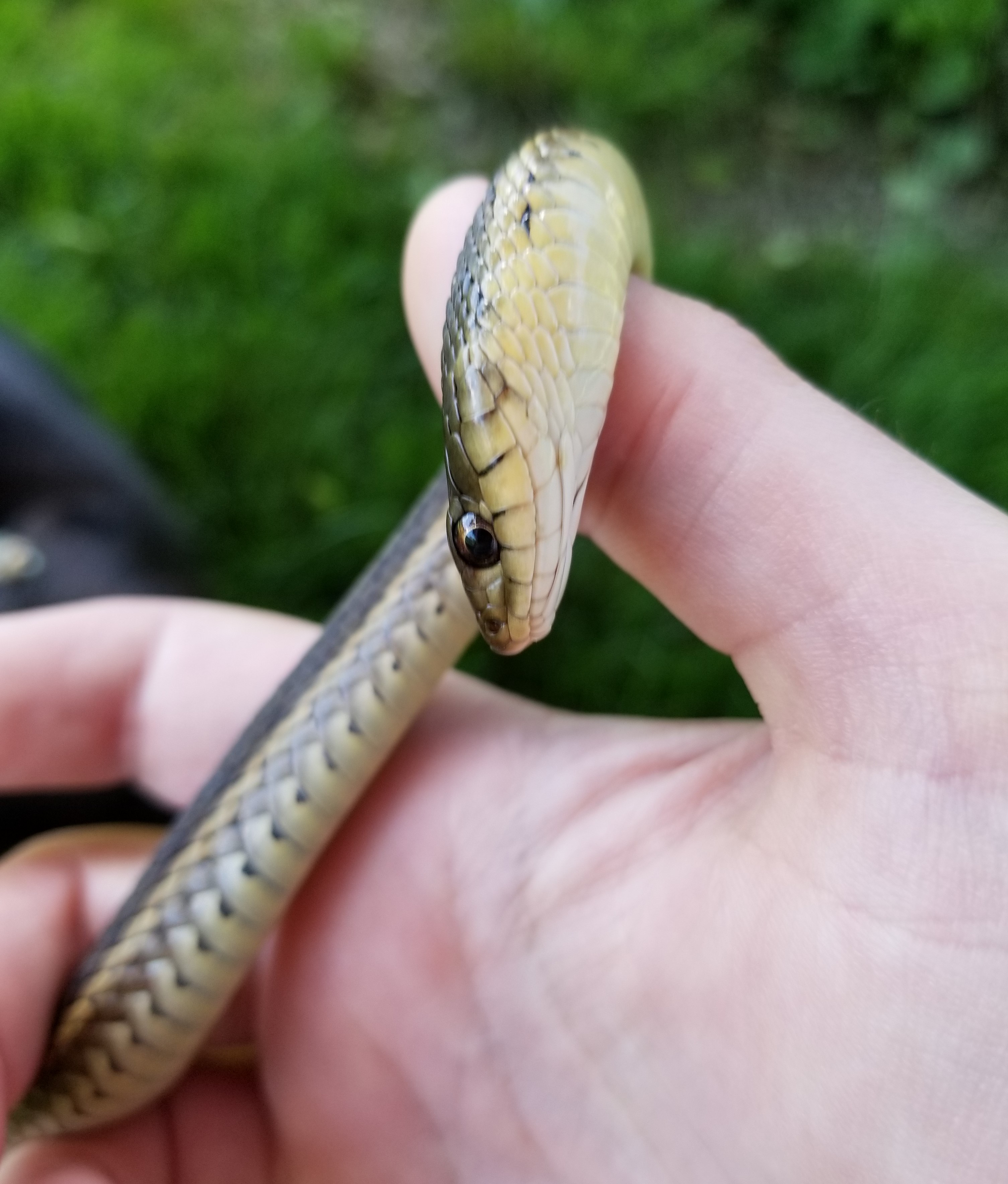 20190604_114448(1) snake in hand