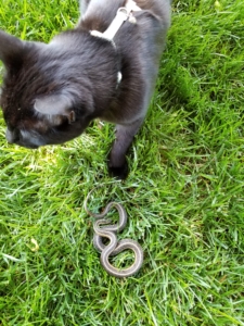 Gus and Snake