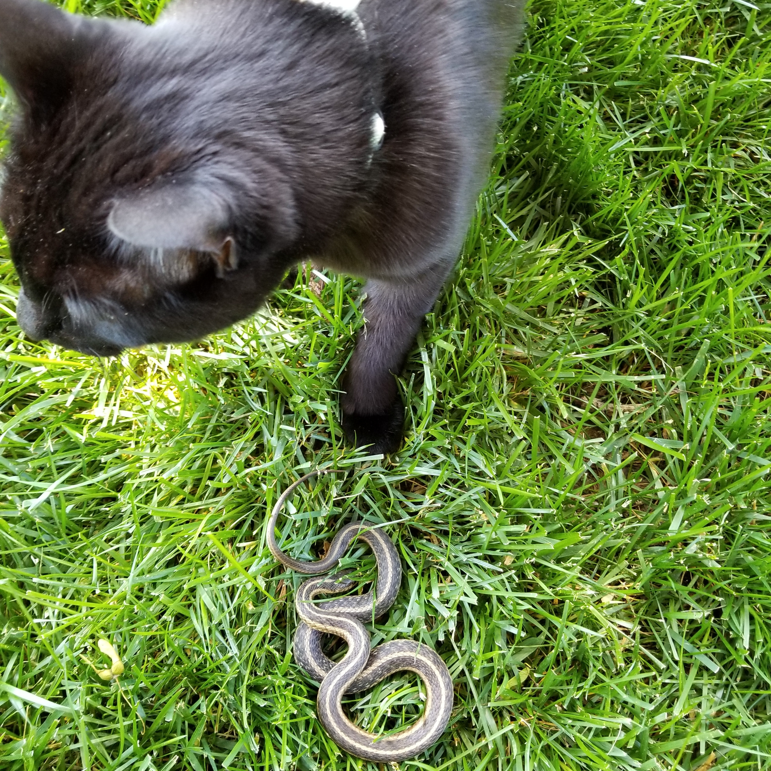20190604_114455 Gus and his snake