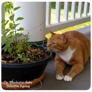 Oliver on the balcony with a potted catnip plant