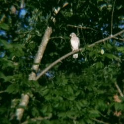 peregrine falcon