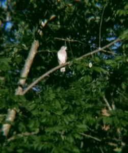 peregrine falcon