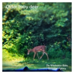 older baby deer