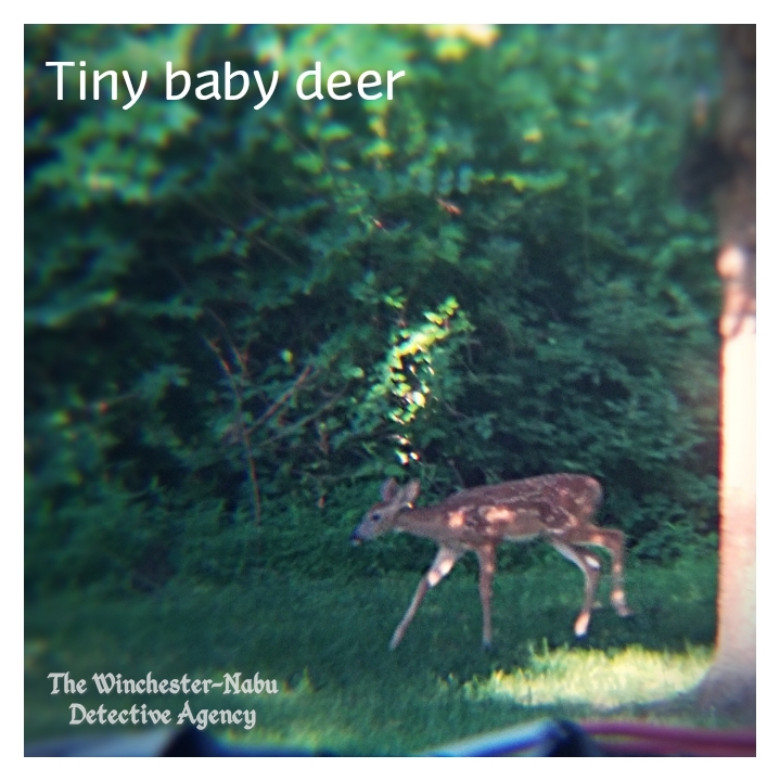 20190713_deerbaby2