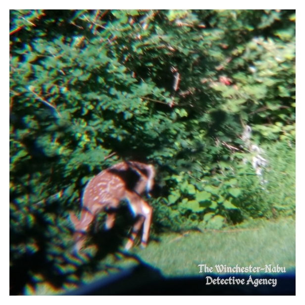 20190713_deerbaby4