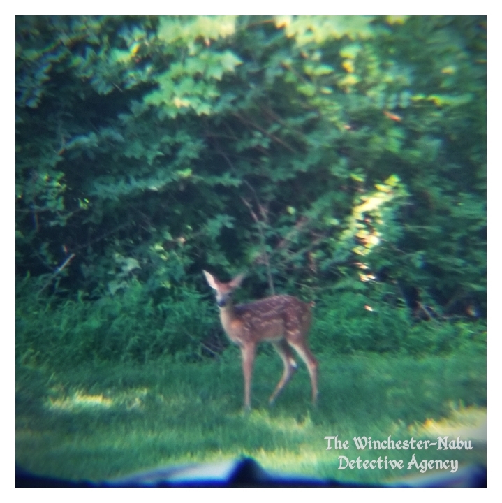 20190713_deerbaby5