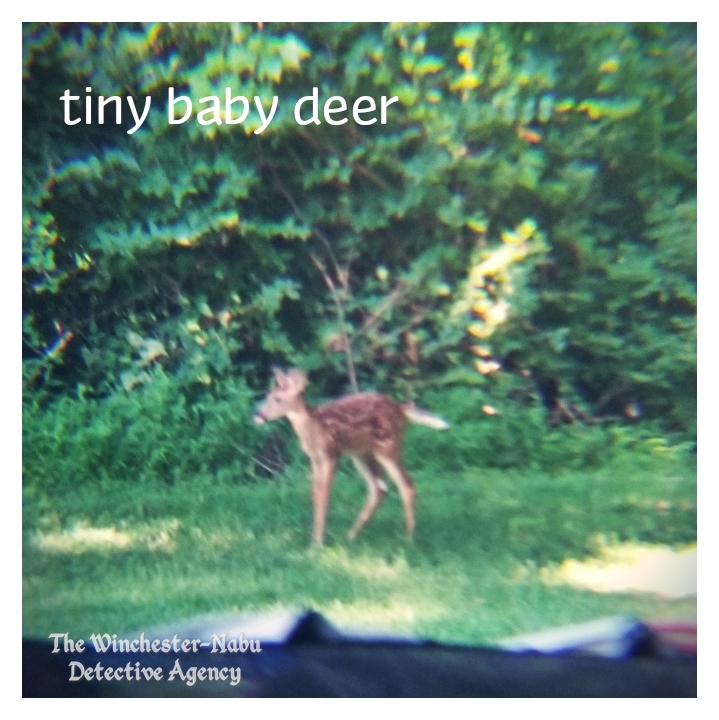 20190713_deerbaby6