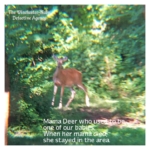 white-tailed mama deer