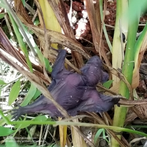 baby bat on lily stems