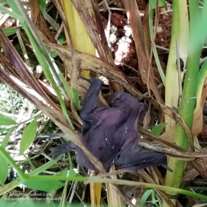 baby bat on lily stems