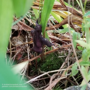 baby bat on lily stems