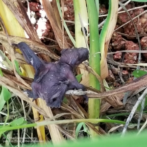 baby bat on lily stems