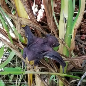 baby bat on lily stems