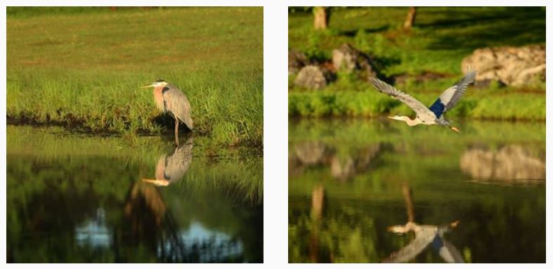 blueheron-brucehockenbury