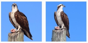 osprey perched