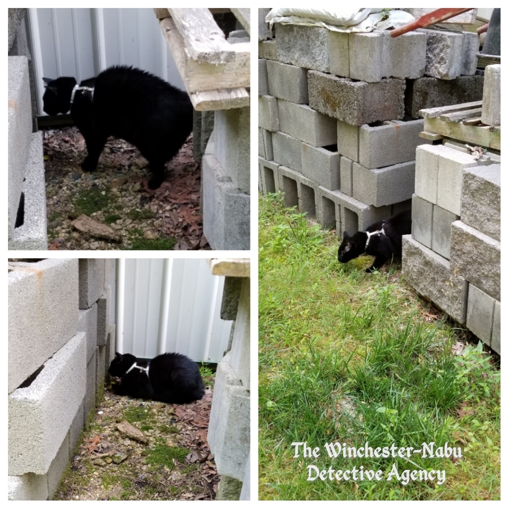 070519 Gus spoopy1