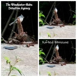 collage of tufted titmouse