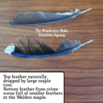 blue jay feather evidence