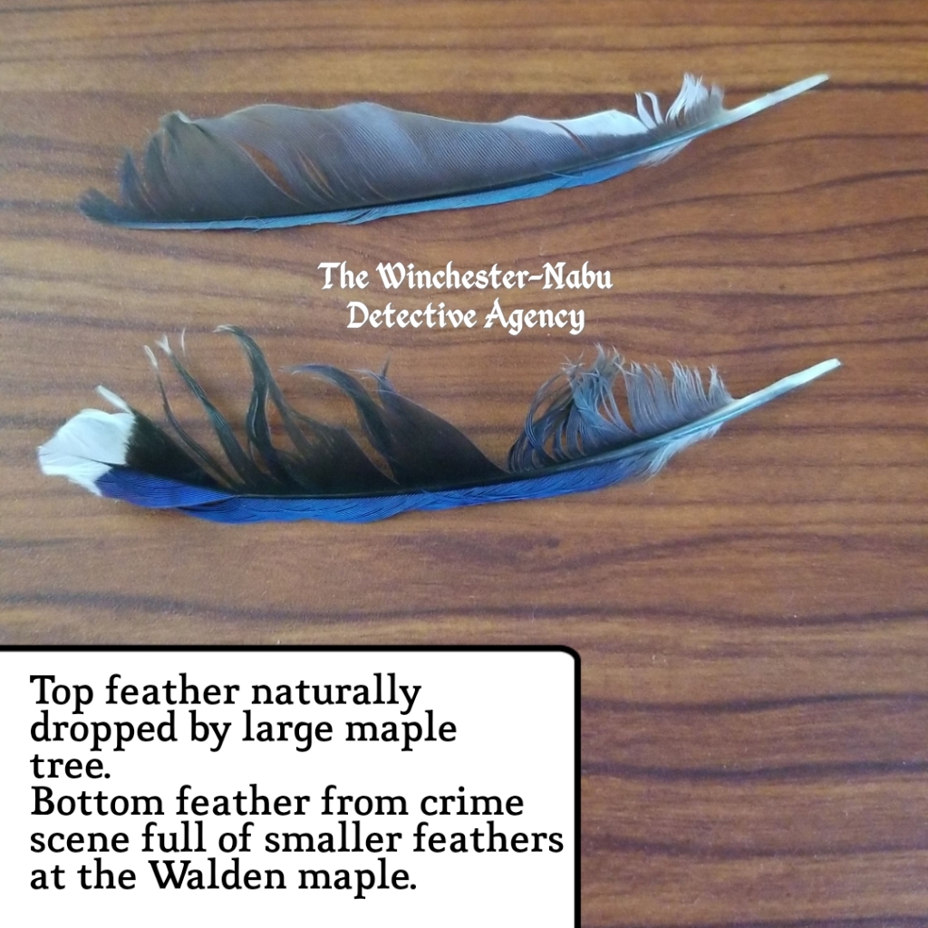 071719 bluejay feathers
