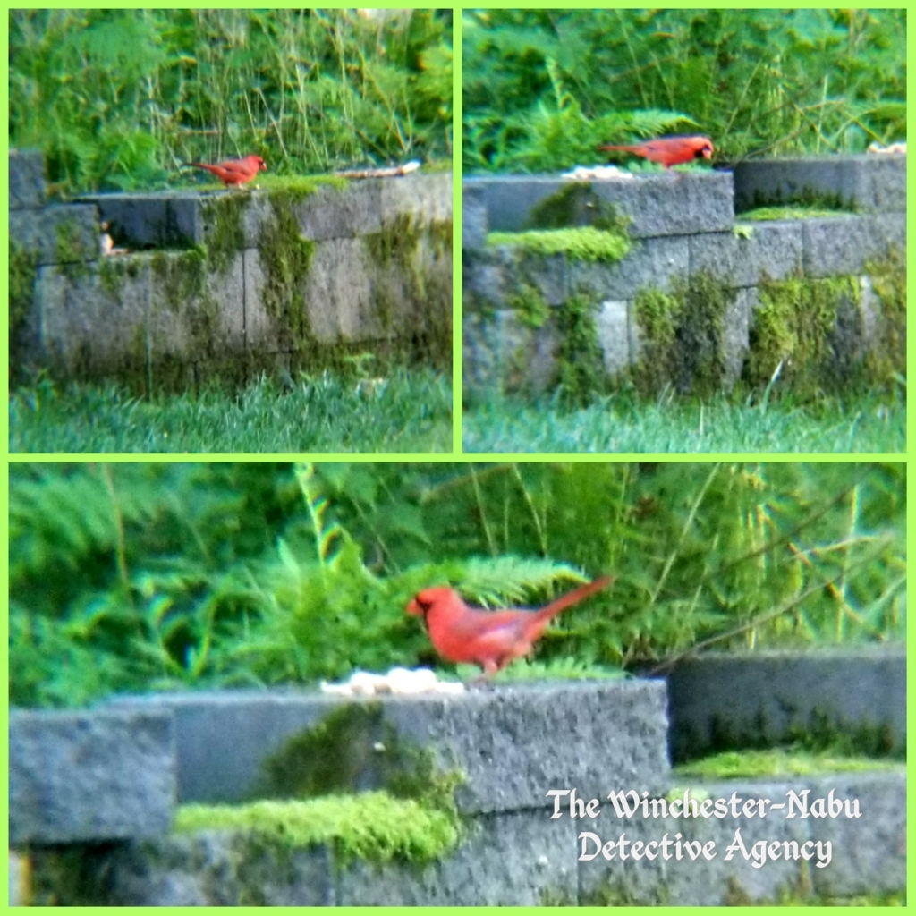 072119 Stan cardinal