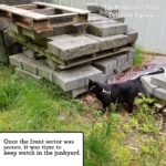 Gus in the junkyard by stacks of cinderblocks