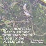 blue jay gang