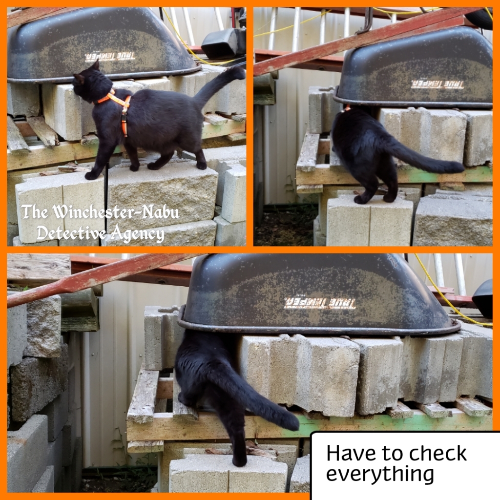 091719 Gus wheelbarrow