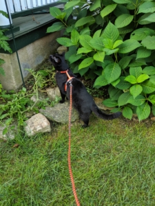 Gus by front porch