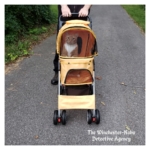 Oliver in his buggy