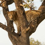 Leopard in tree